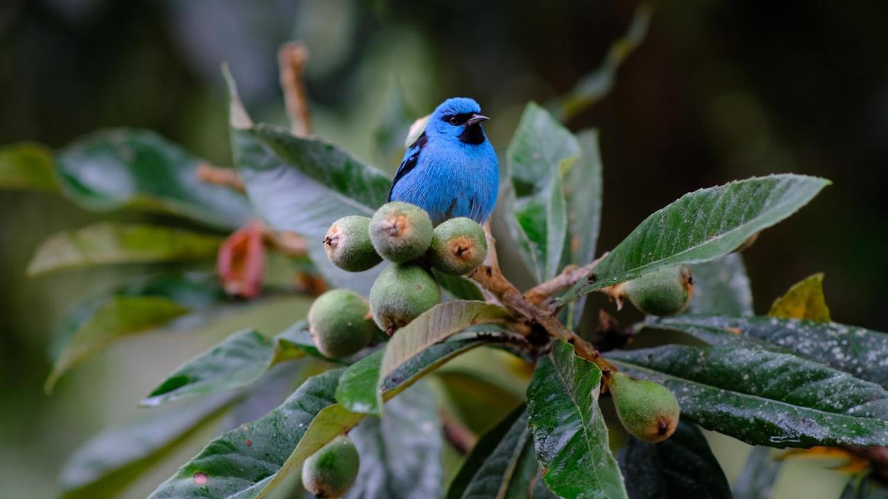 Pousada Salve Floresta Tapiraí Eksteriør bilde
