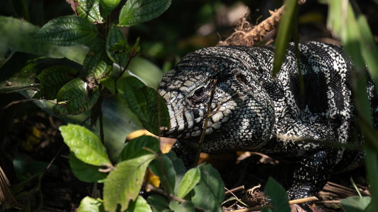 Pousada Salve Floresta Tapiraí Eksteriør bilde
