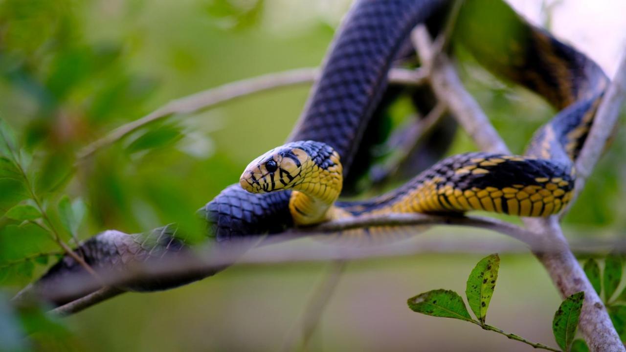 Pousada Salve Floresta Tapiraí Eksteriør bilde