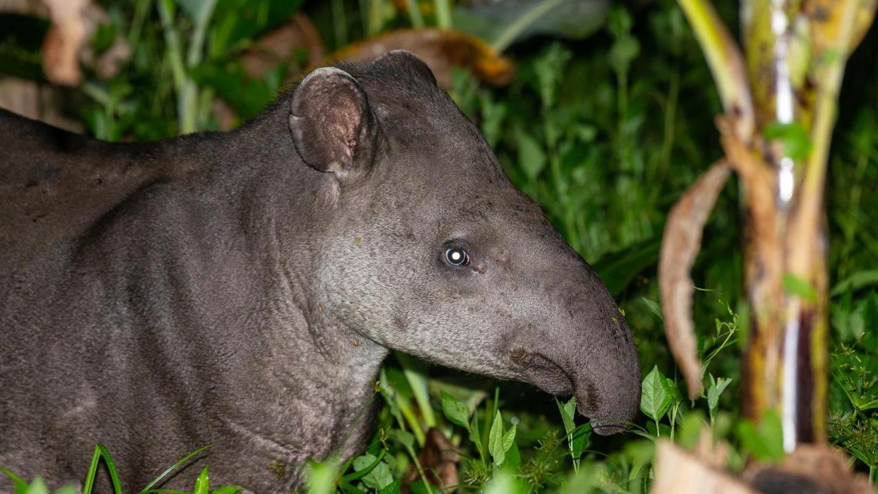Pousada Salve Floresta Tapiraí Eksteriør bilde