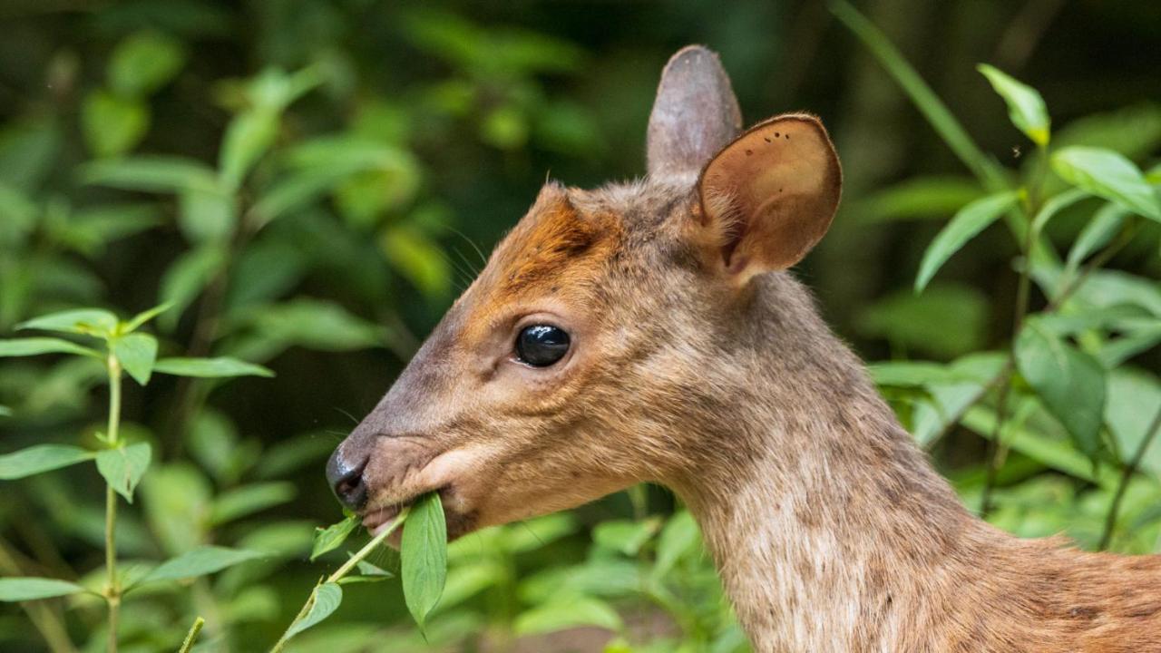 Pousada Salve Floresta Tapiraí Eksteriør bilde