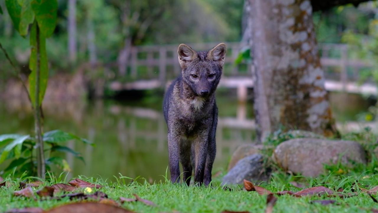 Pousada Salve Floresta Tapiraí Eksteriør bilde